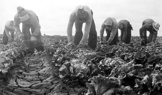 A photo "Filipinos Cutting Lettuce Salinas, California", dated June 1935, by Dorothea Lange