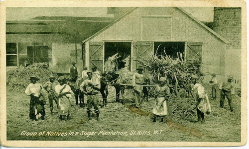 Group of estate workers on a sugar plantation in St. Kitts [historicstkitts.kn]